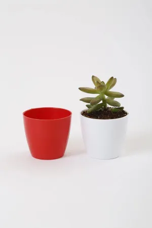 2.5 Inch Red Singapore Pot (67mm)