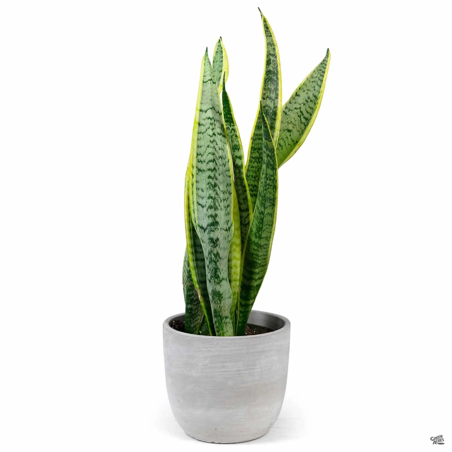 Bell Curve Plant Vessel