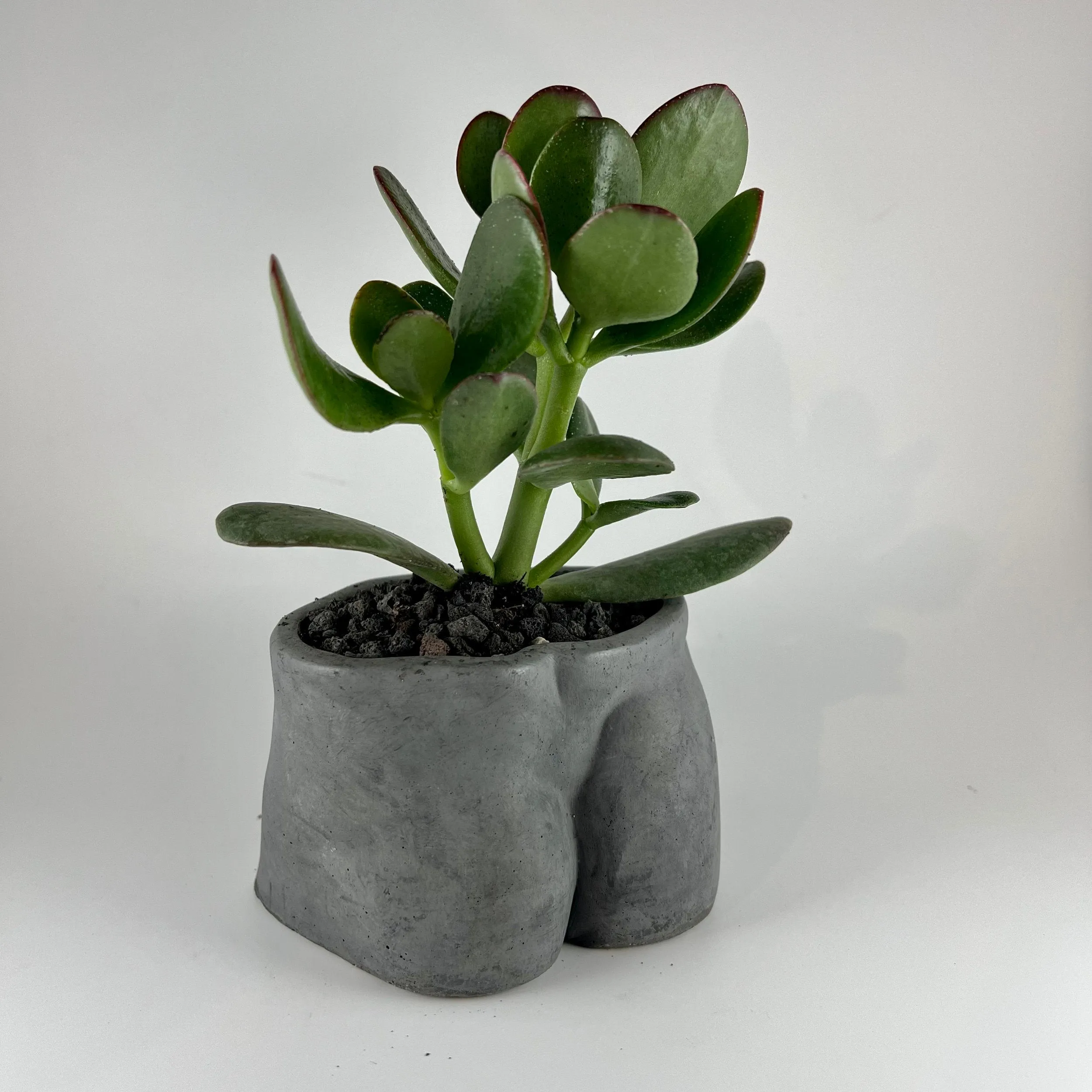 Bottom Concrete Planter by The Plant Gays