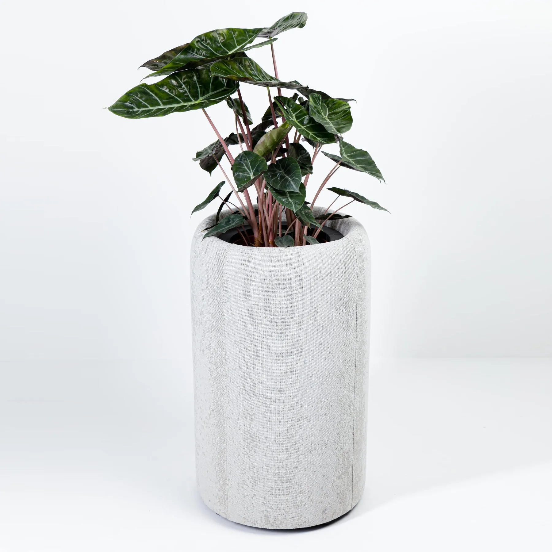 BuzziPlanter Plant Holder