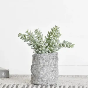 Gunny Bag Succulent