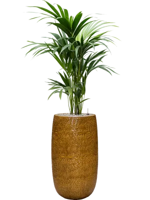Kentia (Howea) forsteriana in Marly Office Plant With Pot 148cm Height 27.5cm Dia