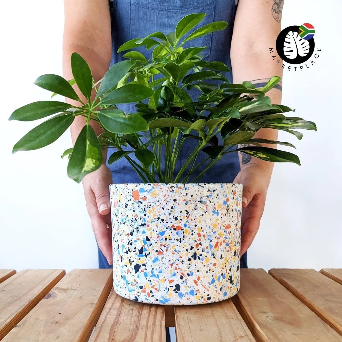 Terrazzo Pot - Dune
